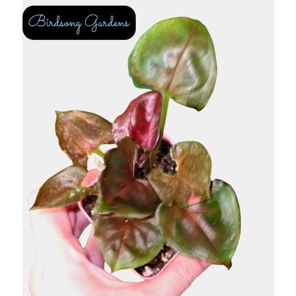 Syngonium Strawberry Ice Exact Rooted Starter Plant 3" Pot - Picture 1 of 6